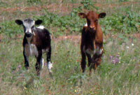 2010 calves