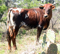 zShonuff's 2013 calf