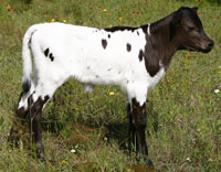 D-H Yoshi, a registered Texas Longhorn cow