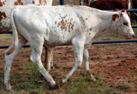 D-H Apple Calf 2009