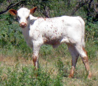 D-H Apple's 2010 calf