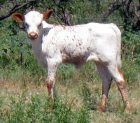 D-H Apple's 2010 calf