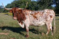 CO Barbwire, a registered Texas Longhorn cow