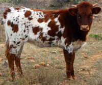 Barbwire's 2014 calf