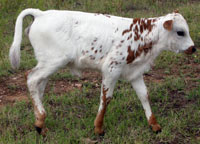 CO Barbwire's 2010 calf