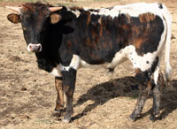 Barbwire's 2013 calf