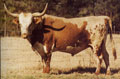 Photo of Bevo