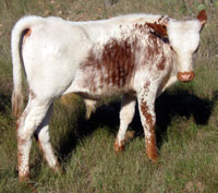 D-H Blizzard's 2010 calf