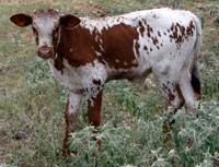 D-H Blizard's calf 2009