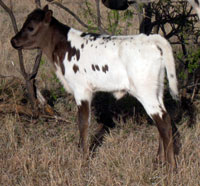Blue Brush's 2011 calf