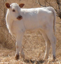 Blue Brush calf