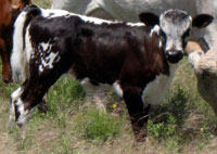 D-H Blue Brush's 2010 calf