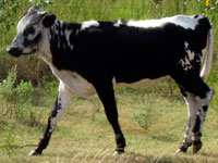 Blue Brush's 2010 calf