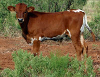 D-H Bo Diddley's Calf 2009