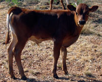 D-H Bo Diddley's 2011 calf