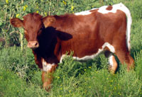 Bo Diddley's 2010 calf