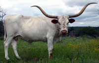 L Brilliant Mary, a registered Texas Longhorn cow