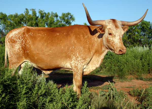 Brocha, a Texas Longhorn cow at the Double Helix Ranch