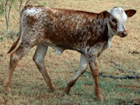 D-H Brocha Calf 2009