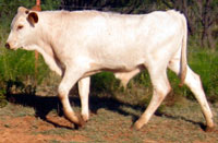 D-H Brocha's 2010 calf