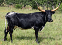 Buffalo Springs, a registered Texas Longhorn cow