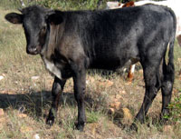 Buffalo Springs' 2010 calf