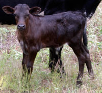 Buffalo Springs' 2010 calf