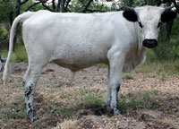 Buffalo Springs calf