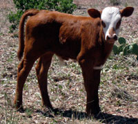 D-H Burnt Orange's 2011 calf