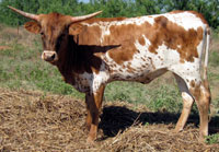 D-H Cherry Springs