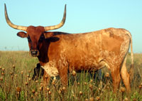 Photo of D-H Del Sol, a registered Texas Longhorn cow
