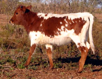 Del Sol 2009 calf