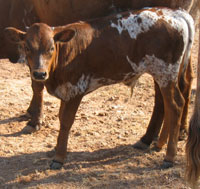 D-H Del Sol's 2011 calf