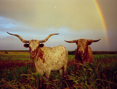 Rainbow at the Double Helix Ranch---home of registered Texas Longhorn cattle
