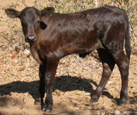 El Guapo, Buffalo Springs' 2011 calf