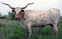 Fairy Tail, a registered Texas Longhorn cow