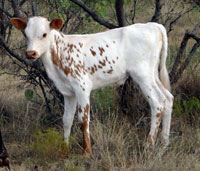 Fairy Tail Calf 2009