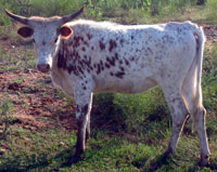 Fairy Tail's 2009 calf
