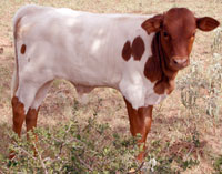 Fireball's calf 2009