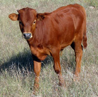 D-H Firefly's 2010 calf