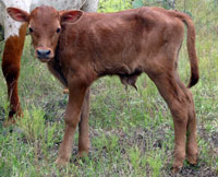 D-H Firefly's 2010 calf