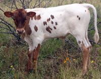 D-H Firefly's 2014 calf