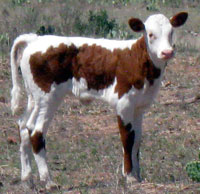 D-H Flash's 2011 calf