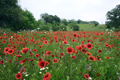 Fly Gap Wildflowers