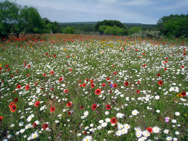 Fly Gap in Spring 2010