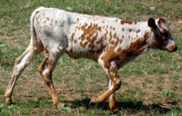 Golden Bear's 2010 calf