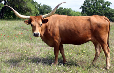 Photo of Hanky Panky, a registered Texas Longhorn cow, May 2005