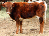 Hanky Panky's 2014 calf