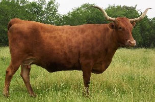 Photo of Heaven's Gait, registered Texas Longhorn cow