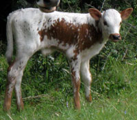 D-H Isis's 2010 calf